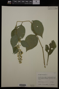 Solidago flexicaulis image