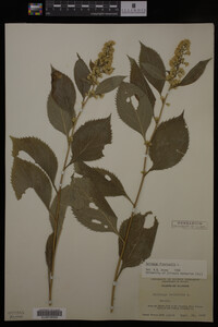 Solidago flexicaulis image