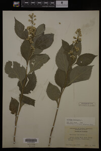 Solidago flexicaulis image