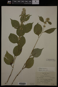 Solidago flexicaulis image
