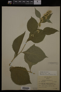 Solidago flexicaulis image