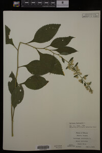 Solidago flexicaulis image