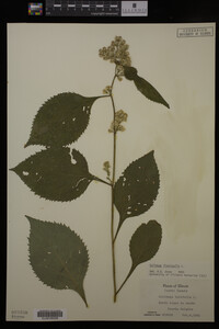 Solidago flexicaulis image