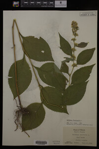 Solidago flexicaulis image