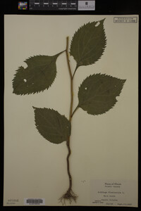 Solidago flexicaulis image