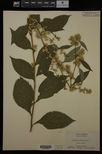 Solidago flexicaulis image