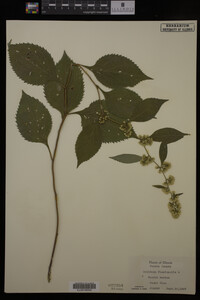 Solidago flexicaulis image