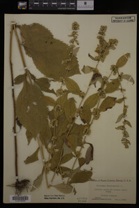 Solidago flexicaulis image