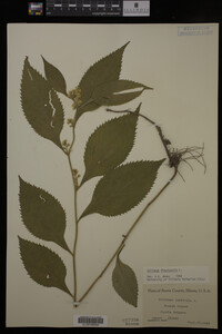 Solidago flexicaulis image