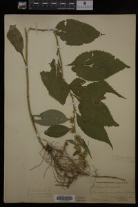 Solidago flexicaulis image