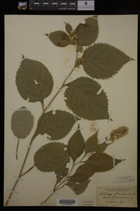 Solidago flexicaulis image