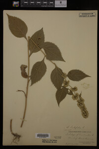 Solidago flexicaulis image