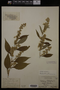 Solidago flexicaulis image