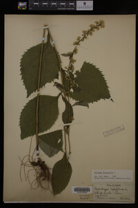 Solidago flexicaulis image