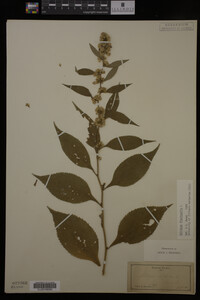 Solidago flexicaulis image
