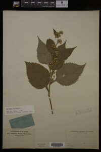 Solidago flexicaulis image