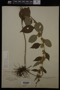 Solidago flexicaulis image
