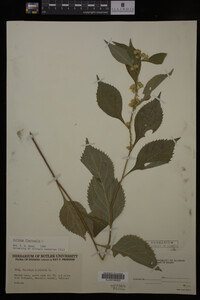 Solidago flexicaulis image
