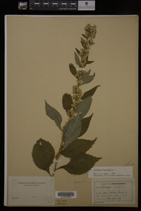 Solidago flexicaulis image