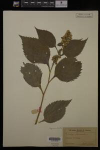 Image Associated With the Occurrence