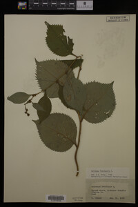 Solidago flexicaulis image