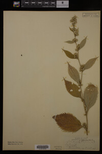 Solidago flexicaulis image