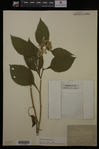 Solidago flexicaulis image