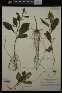 Solidago flexicaulis image
