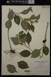 Solidago flexicaulis image