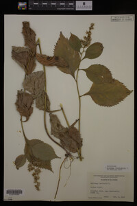 Solidago flexicaulis image