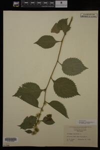Solidago flexicaulis image