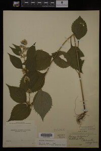 Solidago flexicaulis image