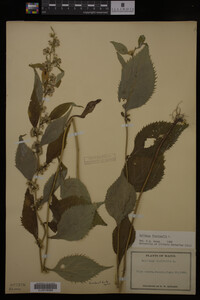 Image Associated With the Occurrence