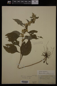 Solidago flexicaulis image