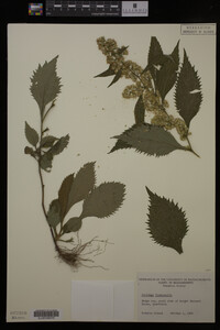 Solidago flexicaulis image