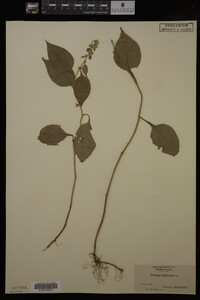 Solidago flexicaulis image