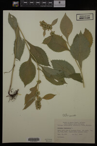 Solidago flexicaulis image