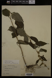 Solidago flexicaulis image