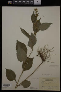 Solidago flexicaulis image