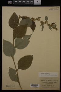 Solidago flexicaulis image