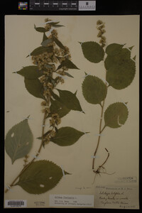 Solidago flexicaulis image
