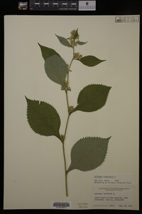 Image Associated With the Occurrence