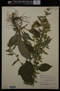 Image Associated With the Occurrence