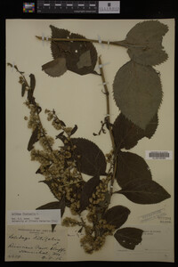 Solidago flexicaulis image