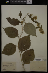 Solidago flexicaulis image