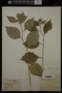 Solidago flexicaulis image