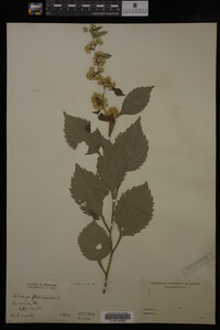 Solidago flexicaulis image
