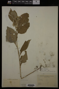 Solidago flexicaulis image