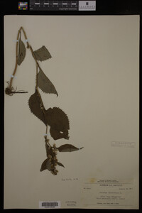 Solidago flexicaulis image