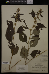 Solidago flexicaulis image